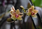 орхидея, фото, Цветок