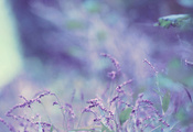 lavender, лаванда, Цветок, боке, bokeh