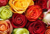 розы, красный, разноцветие, Цветы, бутоны, оранжевый