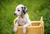Собака, dog, dalmatian, щенок, далматинец, трава