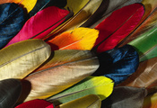 разноцветные обои, Перья, перо попугаи