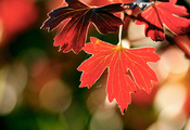 листва, Макро, блики, ветка, осень