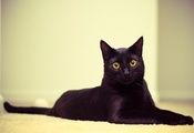 смотрит, кошка, Черный, глаза, котэ, лежит, кот, обои
