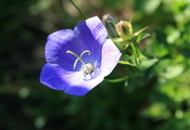природа, голубой, цветок, обои, Цветы, колокольчик