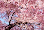 восток, розовые, лепестки, ветви, сакура, весна, Japan, sakura