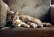 british shorthair, Кот, британский кот, кресло, кошка, смотрит