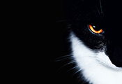 глаз, минимализм, фон, Кот, кошка, чёрный