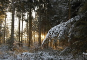 стволы, Лес, деревья, хвоя, ветки, зима, снег, закат
