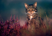 Лесной кот, природа, трава, дикий кот