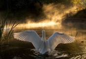 свет, Озеро, крылья, взмах, лучи, перья, белый, лебедь