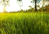 grass, bright, Nature, rime, fresh garden, rural season, green ground, macr ...