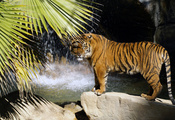 камни, Тигр, пальма, водопад, хищник