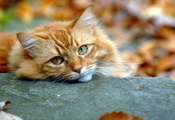 взгляд, осень, Кот, рыжий