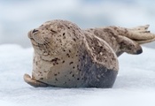 Тюлень, морской котик, детеныш, лежит, малыш, снег
