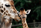 детеныш, Жираф, giraffa camelopardalis