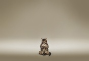 Кот, коричневый, медитация
