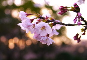 Ветка, вишня, цветы, сакура, лепестки, весна, розовые
