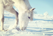 Лошадь, снег, белая, зима