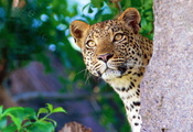 Леопард, любопытство, камень, выгдядывает, морда