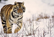 зима, полосатый, Тигр, снег, идёт