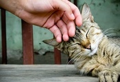 кот, гладить, кошка, рука, Домашнее животное