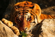 Тигр, камни, лежит, задумчивый, рыжий, взгляд