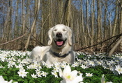 весна, природа, цветы, Собака