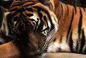 голова, тигр, полосы, Tiger