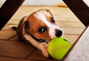 щенок, Собака, мячь