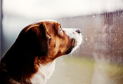 стекло, Собака, смотрит, дождь, капли, окно