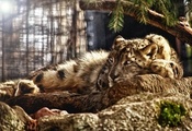 лежит, фотошоп тюнинг, снежный леопард, Snow leopard, ирбис