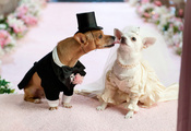 Свадьба, любовь, собаки