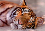 Тигра, морда, спит