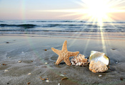 морская звезда, Ракушки, волны, океан, песок, море, вода