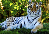 predator, cat, tiger, хищник, Тигр, кошка, боке, трава, природа