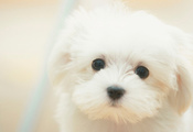 sad, грустные, dreamy, Dog, собака, cute, white, puppy, белые, милые