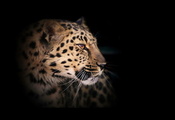 дикая кошка, тёмный фон, Леопард