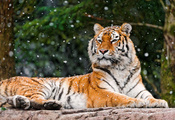 лежит, panthera tigris, морда, смотрит, Тигр