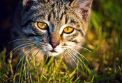 кот, сима, взгляд, Животные, фотограф ann_ann, глаза