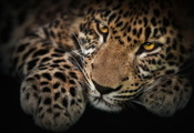 Леопард, panthera pardus, мордочка, пятнистый, лапа, котёнок