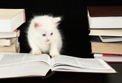 books, book, kitty, белый умные кошки, White smart cat, kitten, котенок