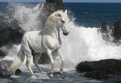 море, Лошадь, камни, жеребец, белый, серый, скакун