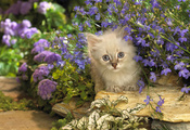 Котенок, камни, котэ, кот, цветы, кошка, сиреневые