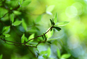 Боке обои, plant, green leaf, macro bokeh, green leaves, зелень, bokeh wall ...