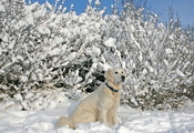 Собака, снег, зима