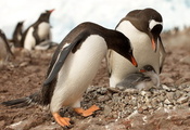 антарктика, Пингвины, природа