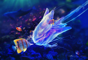 пузыри, щупальца, медуза, синева, Под водой, рыбы