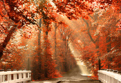 туманка, свет, природа, лучи, Лес, дорога, листья, осень