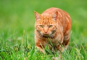 взгляд, трава, Рыжий кот