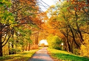 perfect view, trees, Autumn, деревья, природа, осень, scenery, road, landsc ...